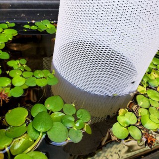 Lồng ép đẻ cá cảnh, lồng ép đẻ guppy và betta