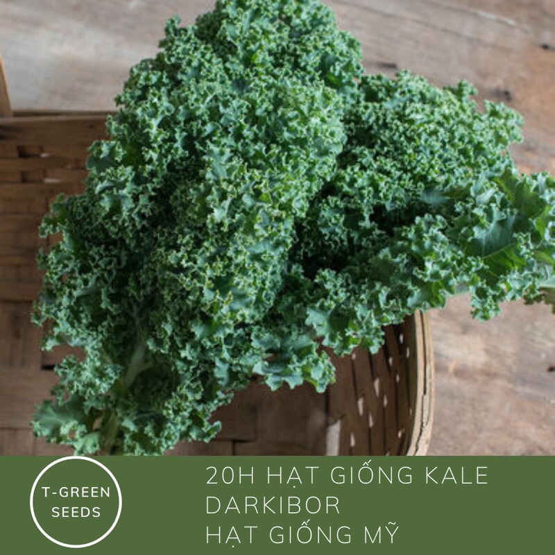 Hạt giống Cải xoăn kale darkibor