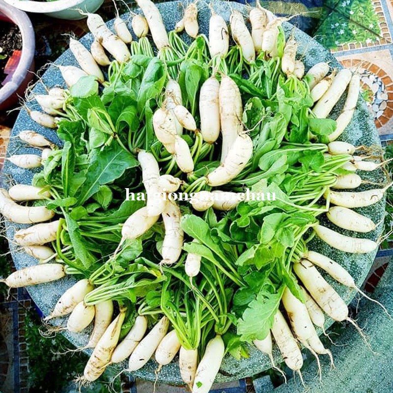 20GR - HẠT GIỐNG CỦ CẢI TRẮNG