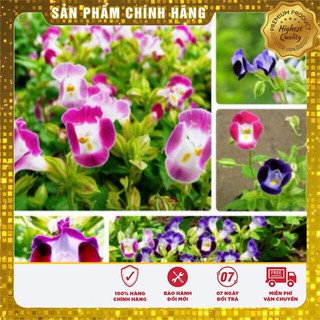 Hạt giống hoa mắt nai mix (10 Hạt )