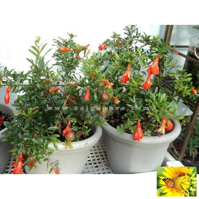 Hạt giống Lựu đỏ lùn
