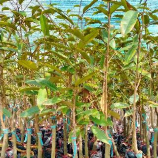 Cây sầu riêng Ri6 cây cao hơn 1m