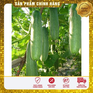 Bộ gói hạt giống Dưa chuột thái
