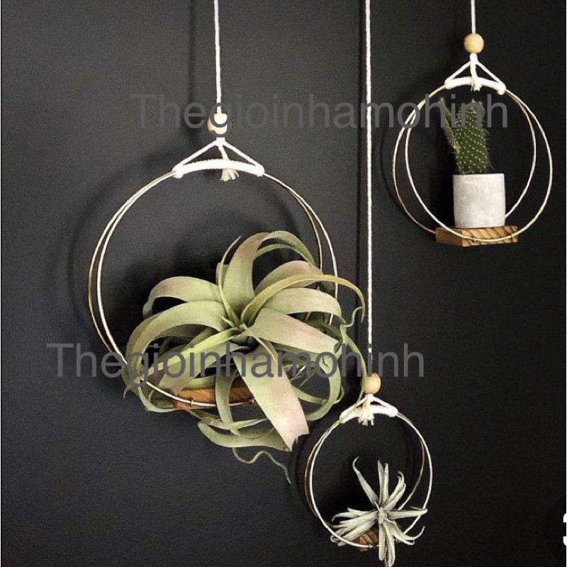 Giá treo cây, giá trồng cây không khí, kệ treo, decor, trang trí không gian