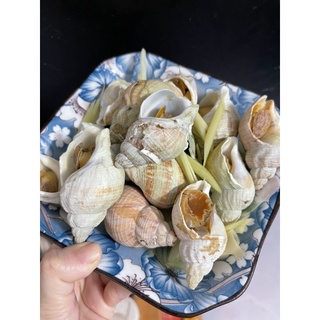 ỐC BULOT PHÁP-1kg