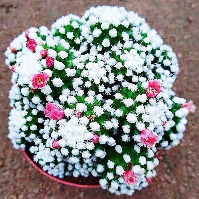 Hạt giống cây xương rồng Asura 50h