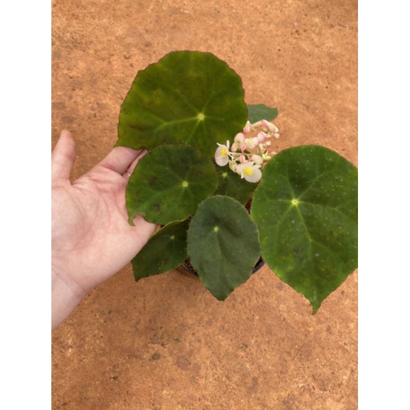 Chậu cứng Begonia Kingiana