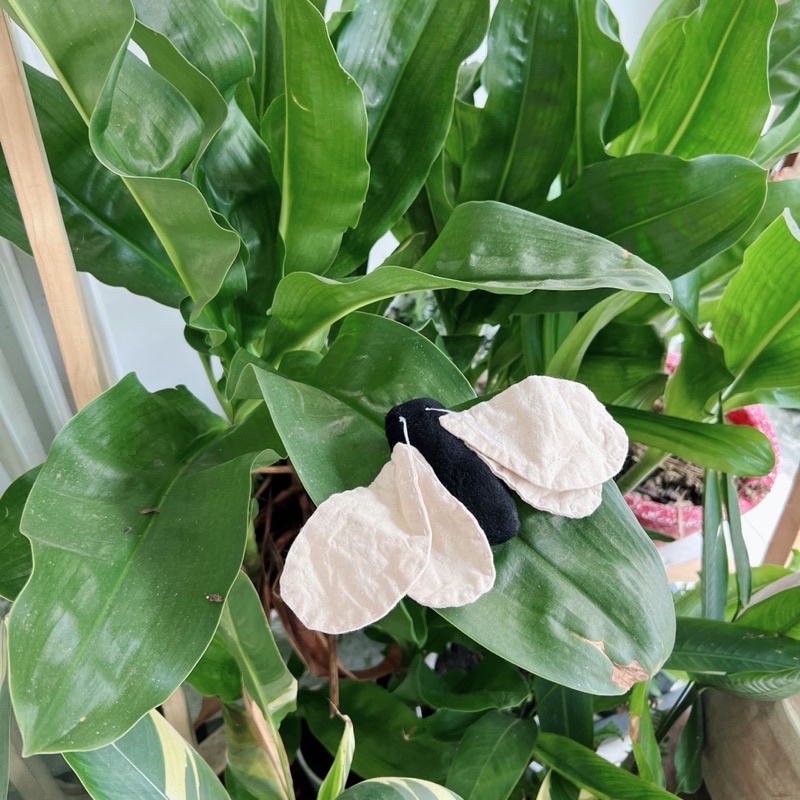 Ghim Cài Bướm bà già - sải cánh 20cm - Gấu Bông Đình May