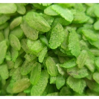 Cốm Xanh Dẹt 100-500gr