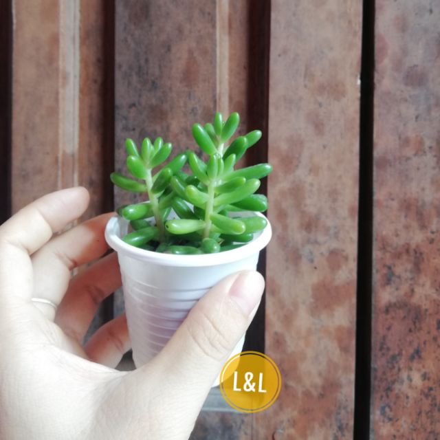 Cây Sen đá ngọc thạch đỏ trang trí bàn làm việc, phòng khách làm quà tặng