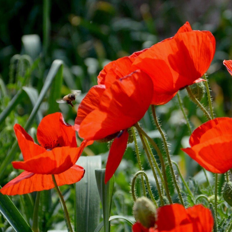 Hạt giống hoa poppy mix - 200 hạt  Seed Land