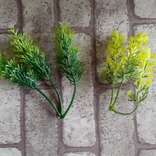 100gram cỏ điểm