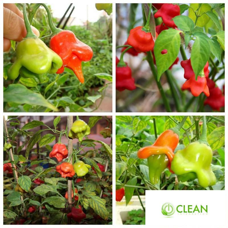 Hạt giống Ớt hoa hồng F1 (30 hạt)