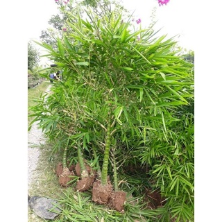 Cây trúc phật bà cao 1,5m trở lên