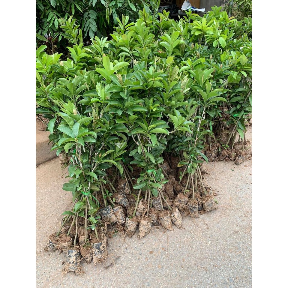 Cây hồng xiêm xoài cao 70cm ra trái siêu sớm sau 6 tháng.