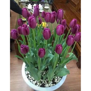 củ hoa tuy lip