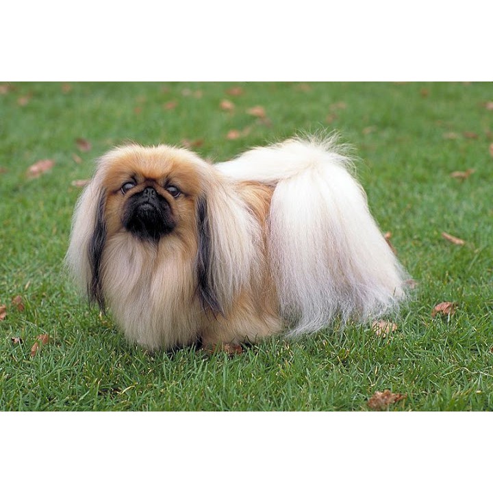 SMALL BREED PUPPY SMARTHEART DÀNH CHO CHÓ CON GIỐNG NHỎ 1,3KG