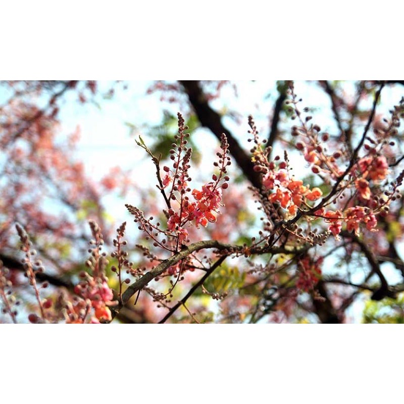 Cây Ô Môi miền tây siêu trái