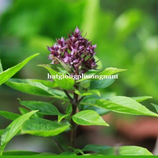 5GR - hạt giống rau thơm húng quế