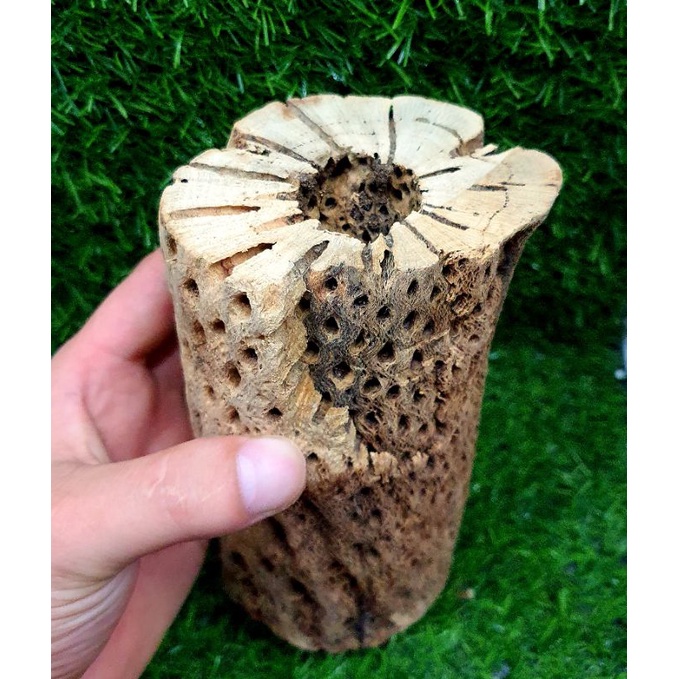 LŨA TEDDY BEAR CHOLLA  SIZE CỰC TO- LŨA XƯƠNG RỒNG - ĐỒ CHƠI TÉP KIỂNG - DÁN RÁY. BUCEP. RÊU