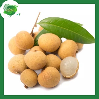 [GIẢM 10K ĐƠN 200K] Nhãn xuồng cơm dày hạt lép - 30k/kg