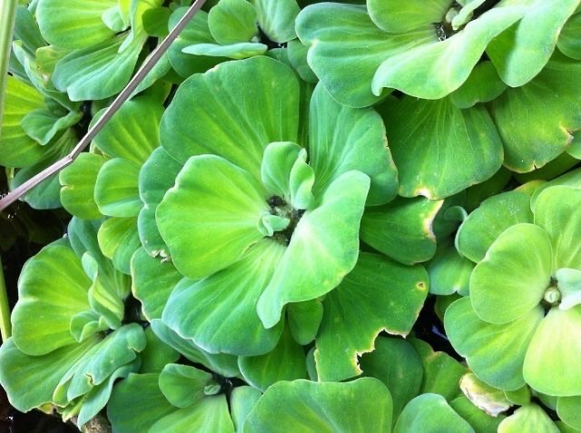 Bèo cái thủy sinh, bèo tai tượng