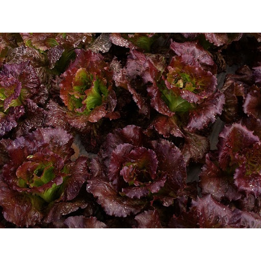 2000 Hạt Giống Xà Lách Nếp Tím Giòn Ngon, Năng Suất