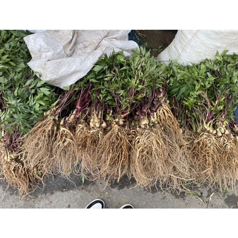 1kg Sâm Đương Quy tươi Lai châu