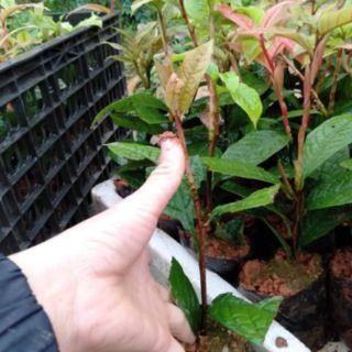 Cây giống trà hoa vàng