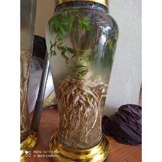 Sâm đương quy tươi 1 củ