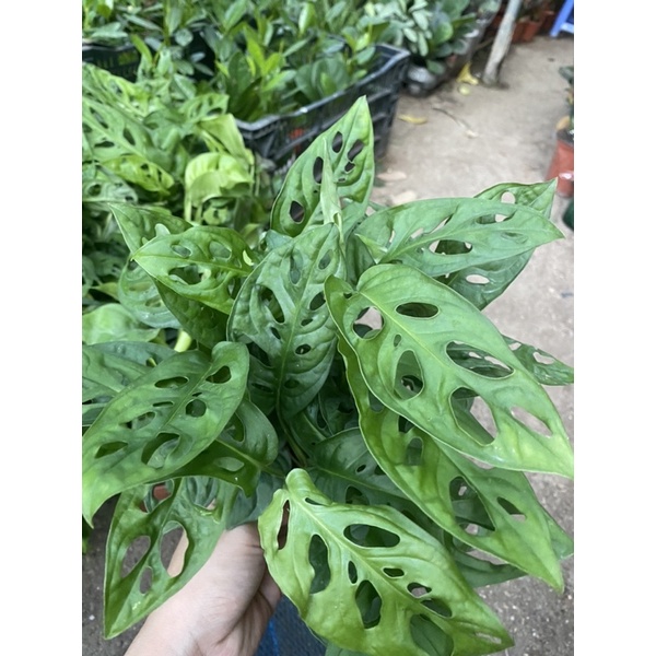 Trầu bà lá lỗ bao đẹp