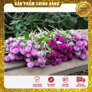 Hạt Giống Hoa Cúc Bách Nhật Mix(100 hạt)