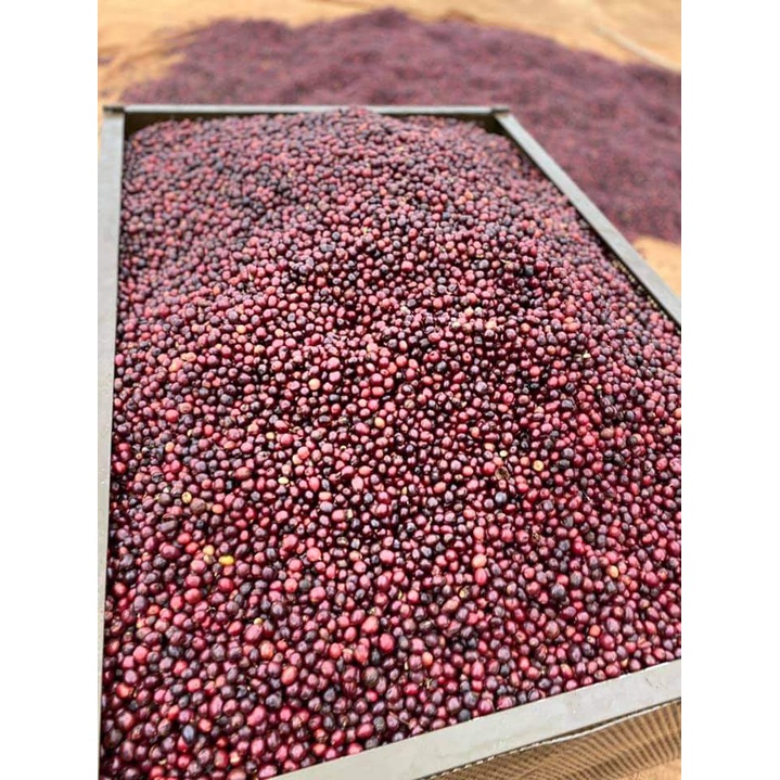 Cà phê hạt Espresso nguyên chất 100% - Dark Roast - Tamba Coffee