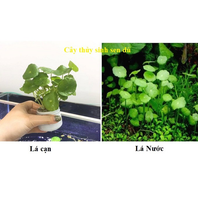 Cây sen dù thủy sinh- cây thủy sinh dễ trồng dễ chăm sóc