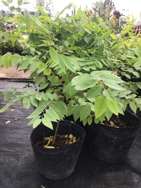 Cây tầm duột ngọt