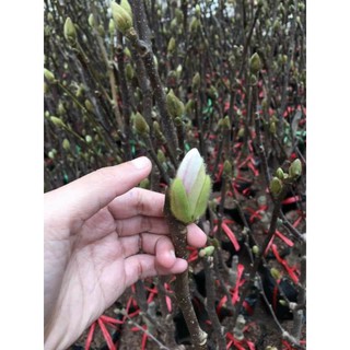 CÂY HOA MỘC LAN ĐANG CÓ NỤ