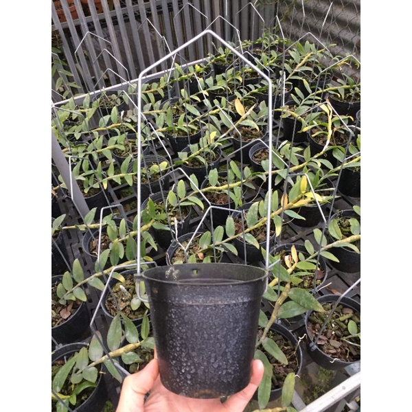 100 CHẬU 10CM KÈM MÓC 2 NHƯ HÌNH ( lưu ý chậu đã dùng 1 lần tình trạng vẫn còn tốt)