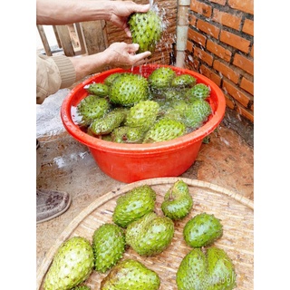 Trà mãng cầu xiêm