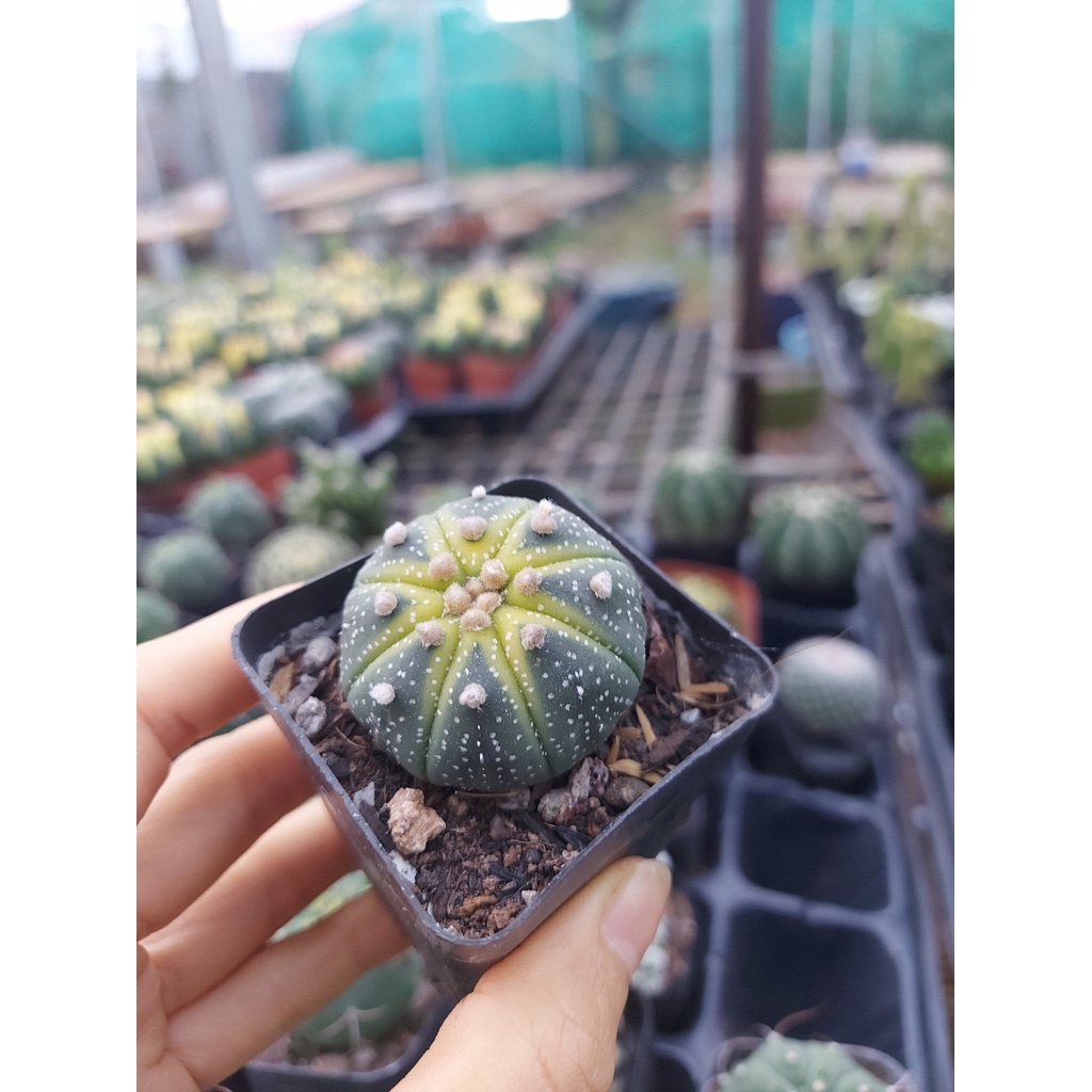 Xương rồng Aster sọc vàng (hiếm)
