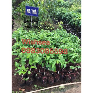 Cây Na thái