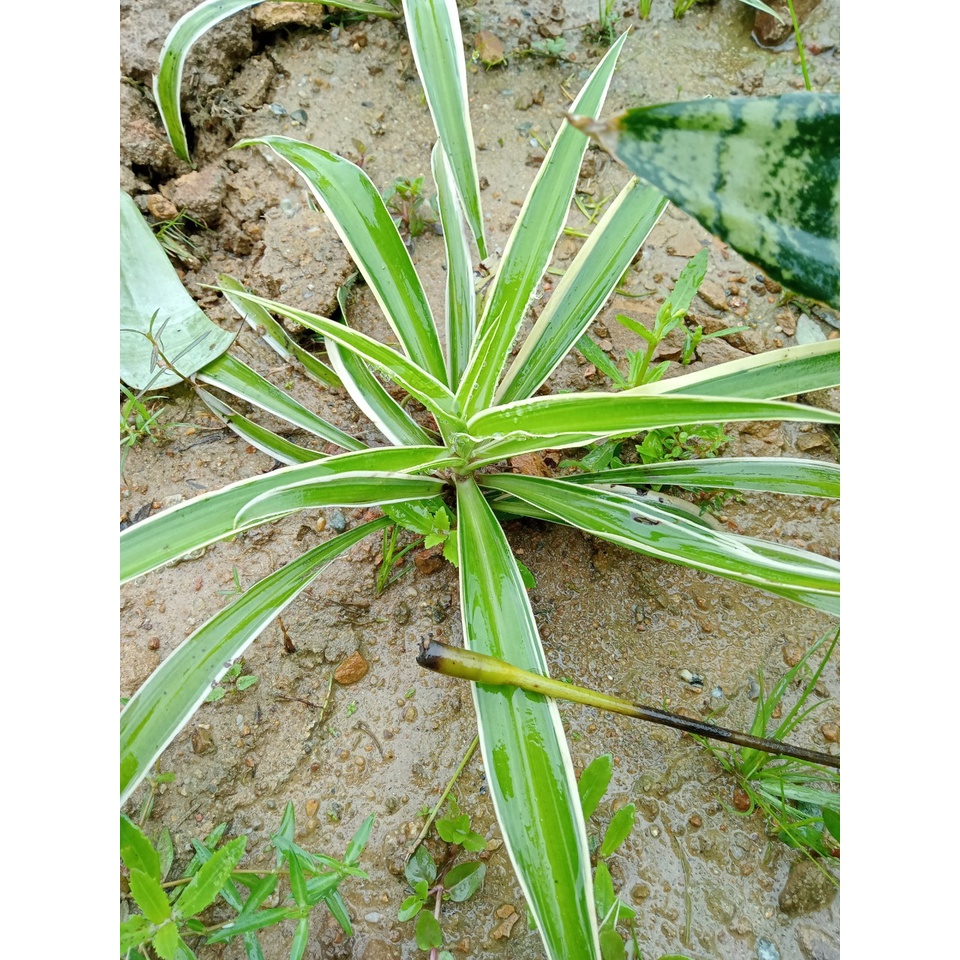 cây lan chi/ Cây dây nhện 1 cây