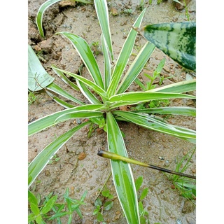 Cây lan chi/ Cây dây nhện 1 cây