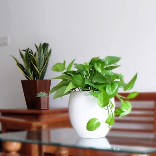 Chậu sơn Oval - Chậu nhựa tự dưỡng Catleza