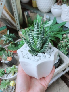 Chậu Xương Rồng Móng Rồng