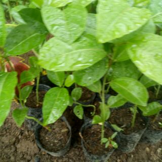Cây chanh dây giống