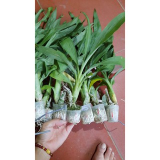 hoa phong lan  thiên nga