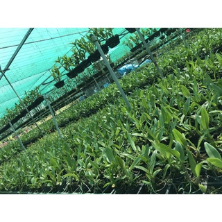 HOA LAN 4N XƯA
