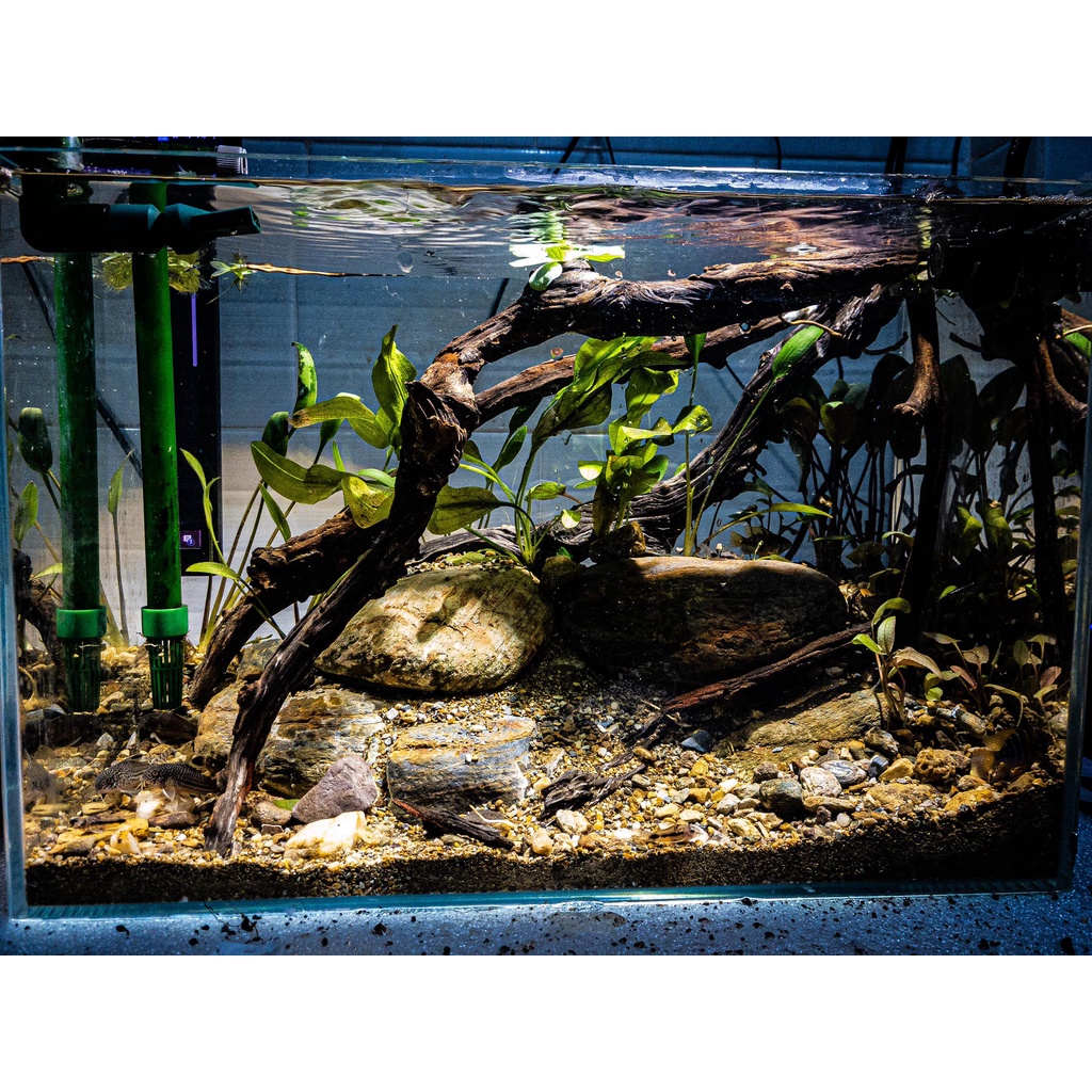 Sạn Suối Thiên Nhiên Femolay | Size S | Bao 2KG | Trang trí trải nền bể thủy sinh, Biotope.