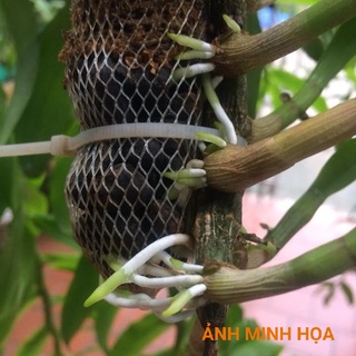 Phân Dê Túi Lưới ủ Vôi ( Dài 10-11CM  20-21CM)