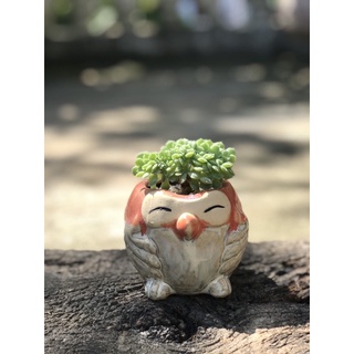 Combo 6 chậu cú xuất Hàn